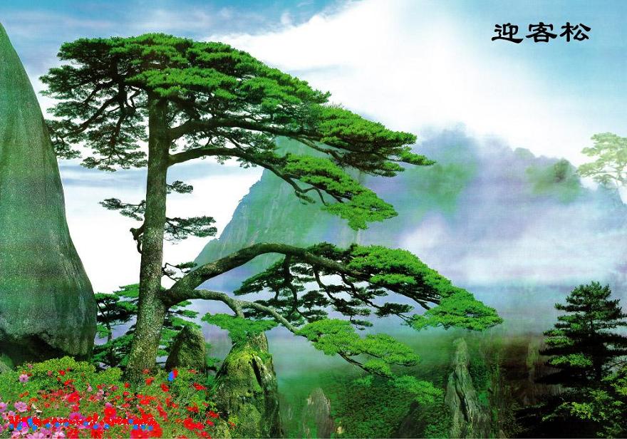 复缩 迎客松.jpg
