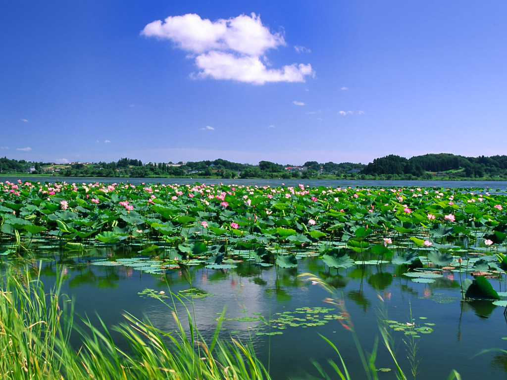 荷花风景.jpg